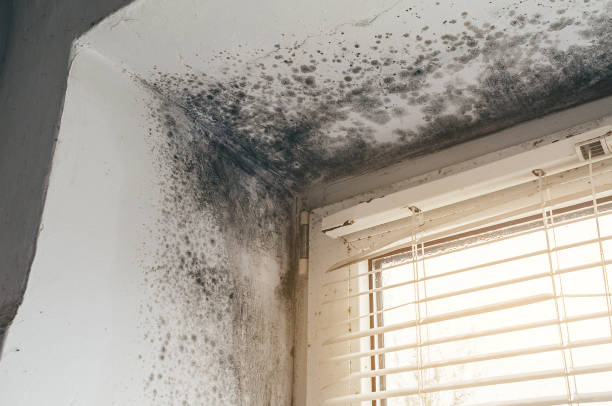 Trusted Mold Inspection service in Jamestown, NY - Cheap Mold Removal